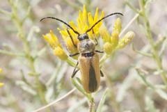 Crossidius suturalis