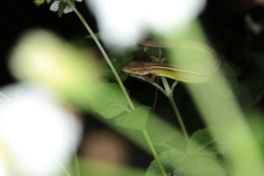 Takydromus septentrionalis