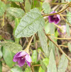 Howittia trilocularis