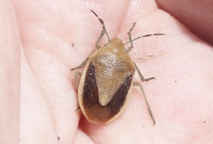 Chlorochroa osborni