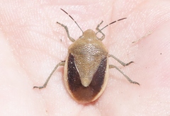 Chlorochroa osborni