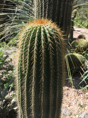 Cephalocereus polylophus
