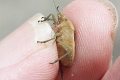 Chlorochroa osborni