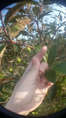 Byrsonima crassifolia