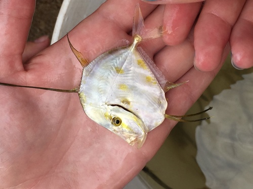 Lookdown (Selene vomer) — Carangidae — 2