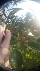 Byrsonima crassifolia