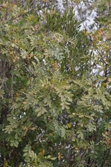 Hippobromus pauciflorus
