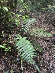Dicksonia squarrosa