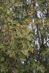 Hippobromus pauciflorus
