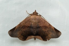 Psimada quadripennis