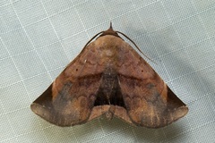 Psimada quadripennis