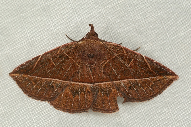 Condate angulina