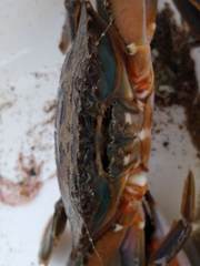 Charybdis japonica
