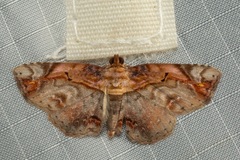 Eugnathia pulcherrima