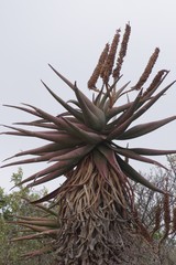 Aloe ferox
