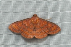 Homodes bracteigutta