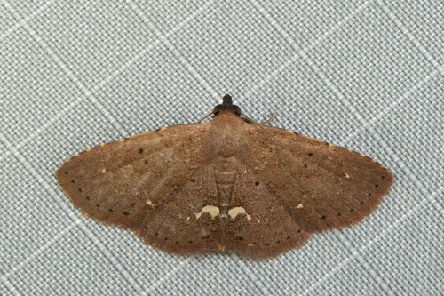 Nechesia albotentata Walker, 1862
