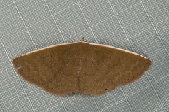 Arasada kanshireiensis