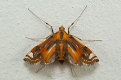 Eoophyla dendrophila