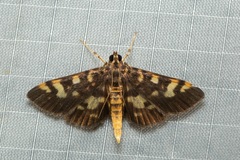 Hemopsis