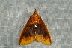 Lipararchis tranquillalis