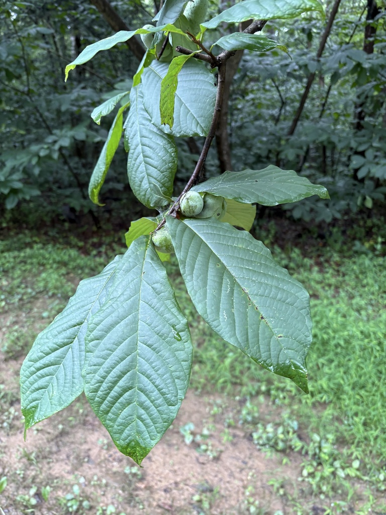 common pawpaw from Riverbend Park, Great Falls, VA, US on July 10, 2025 ...