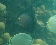 Ctenochaetus strigosus