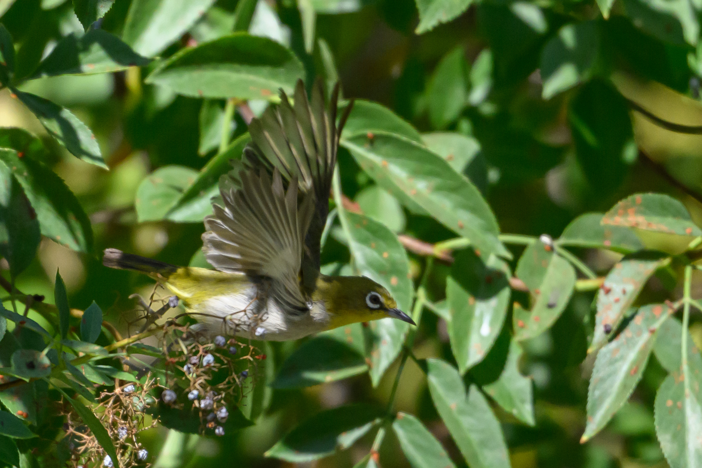 Swinhoe's White-eye