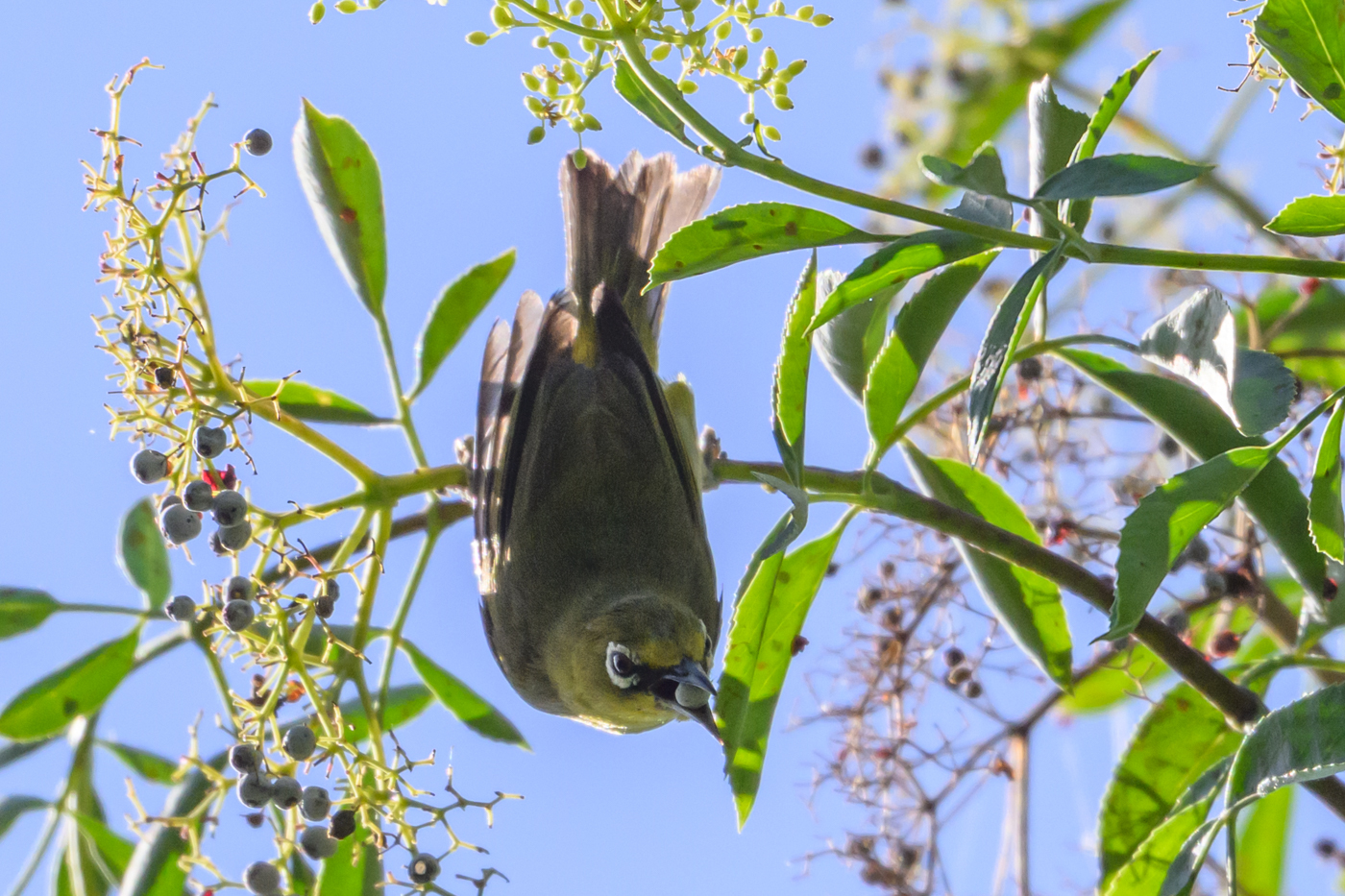 Swinhoe's White-eye