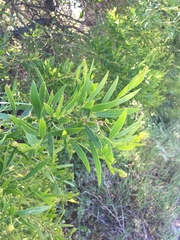 Acacia rostellifera