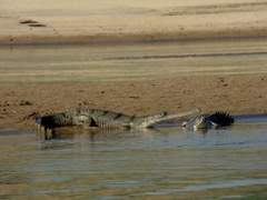 Gavialis gangeticus