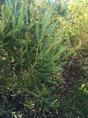 Acacia rostellifera