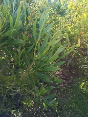 Acacia rostellifera