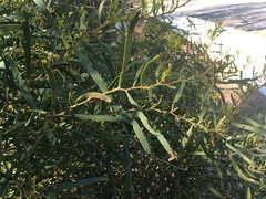 Acacia rostellifera