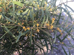 Acacia rostellifera