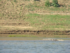 Crocodylus palustris