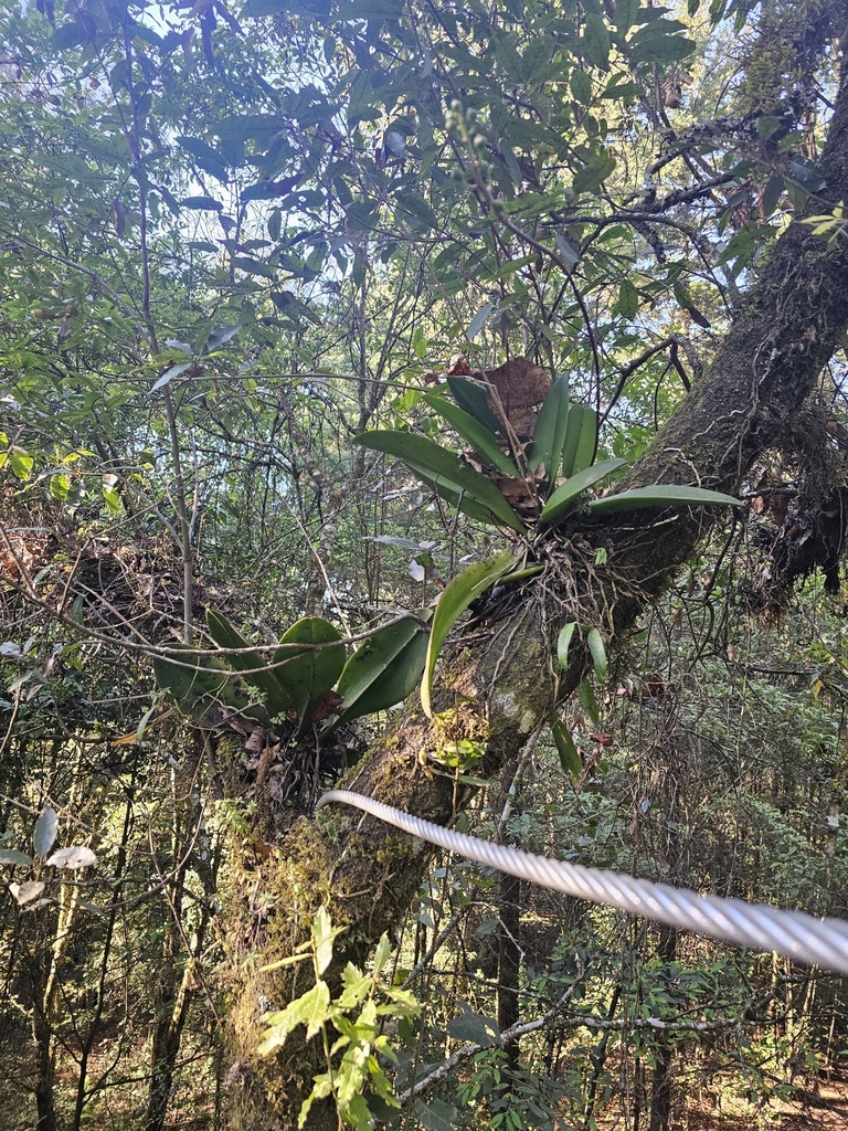 Trichocentrum cavendishianum