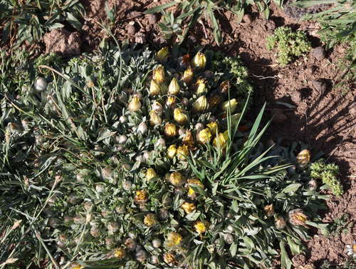 Catananche caespitosa, photograph 6