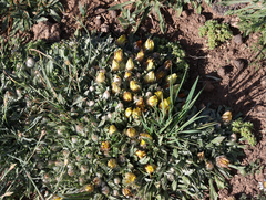 Catananche caespitosa, photograph (c) Joey Bom, some rights reserved (CC BY)