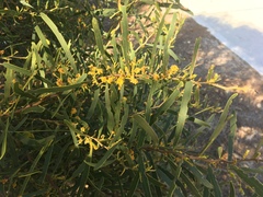 Acacia rostellifera