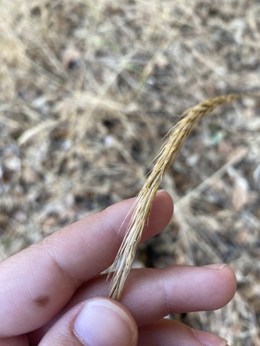 Foothill needlegrass winter