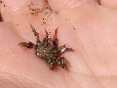 Pyromaia tuberculata