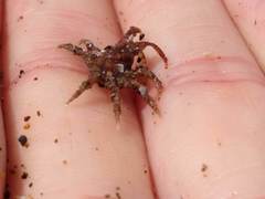 Pyromaia tuberculata