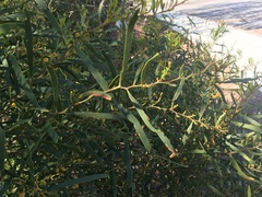 Acacia rostellifera