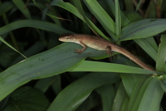 Takydromus septentrionalis