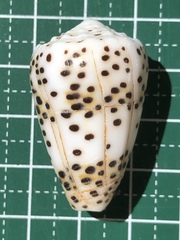 Conus pulicarius
