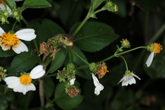 Takydromus septentrionalis