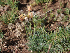Rhodanthemum catananche, photograph (c) Joey Bom, some rights reserved (CC BY)