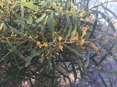 Acacia rostellifera