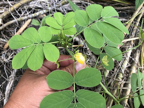 Senna obtusifolia observed 2019-10-06